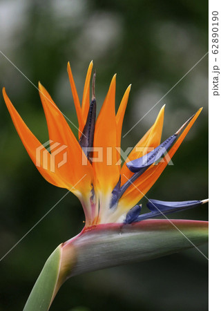 植物写真 温室のストレリチア 極楽鳥花舞う 熱帯植物の極楽鳥花の写真素材 6190