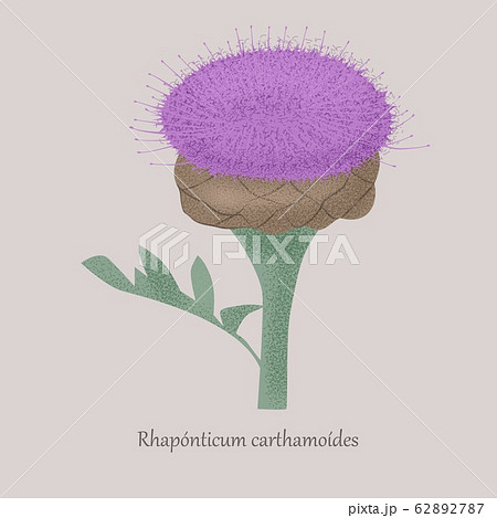 Maral Root Rhaponticum Carthamoides Medicinal のイラスト素材