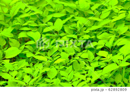 背景素材　草の葉 62892809