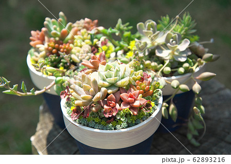 多肉植物寄せ植え 62893216