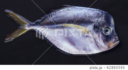 Fresh fish (Vomer or Selene setapinnis ) 62893593