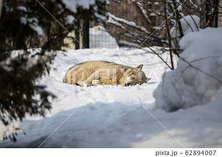 オオカミ 62894007