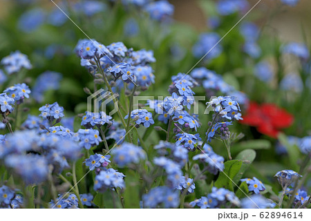 忘れな草の花畑の写真素材