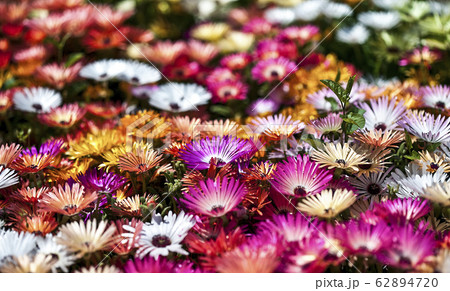 花 植物 マーガレット 62894720