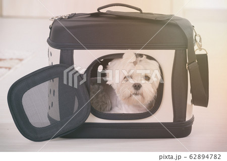 Dog sitting in his transporter Dog sitting in his transporter 62894782