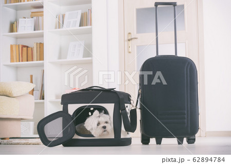 Dog sitting in his transporter Dog sitting in his transporter 62894784