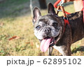 飼い主に話しかける愛犬 62895102