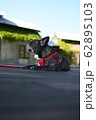 日陰で涼んでいる犬 62895103