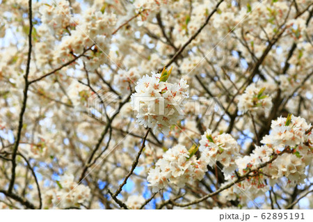 風景 観光 風 62895191