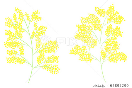 黄色い春の花 ミモザ カットイラストのイラスト素材