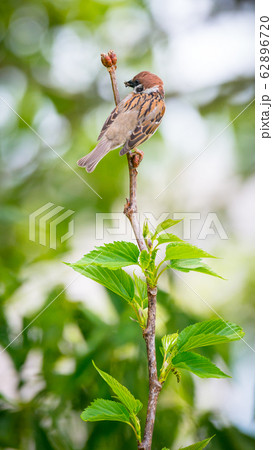 スズメ　雀　すずめ　Tree Sparrow　Eurasian Tree Sparrow 62896720