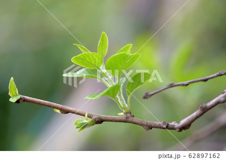 サルナシの新芽 62897162