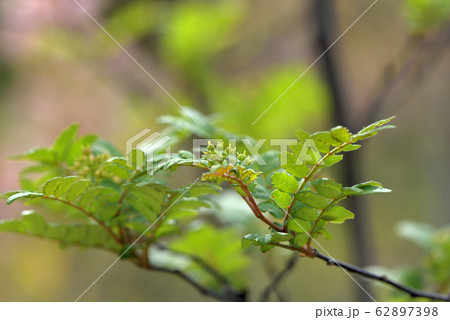山椒の若葉と花 62897398
