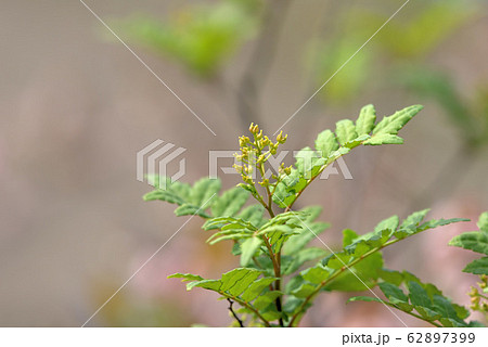 山椒の若葉と花の写真素材