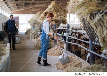 Man and woman workers working on diary farm, agriculture industry. 62897753