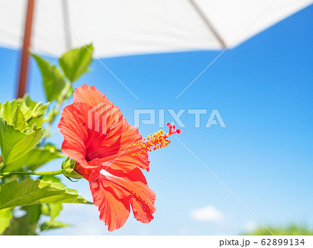 ハイビスカスの花と白いパラソルの写真素材