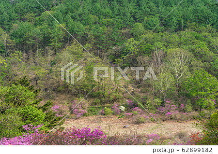 栃木県鹿沼市　横根高原　井戸湿原　（5月） 62899182