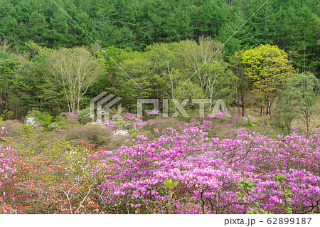 栃木県鹿沼市　横根高原　井戸湿原　（5月） 62899187