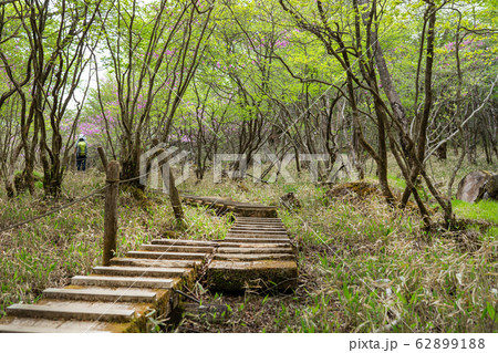 栃木県鹿沼市　横根高原　井戸湿原　（5月） 62899188