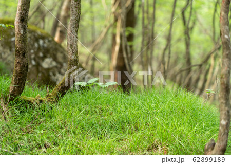 栃木県鹿沼市　横根高原　井戸湿原　（5月） 62899189