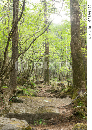 栃木県鹿沼市 横根高原 (5月) 栃木県鹿沼市 横根高原 (5月) 62899192