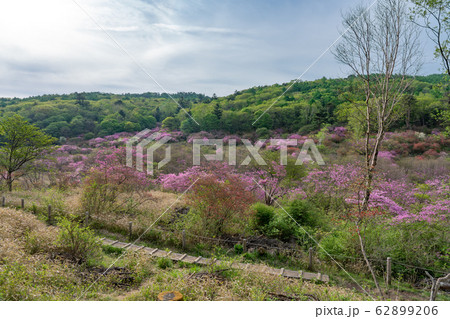 栃木県鹿沼市　横根高原　井戸湿原　（5月） 62899206