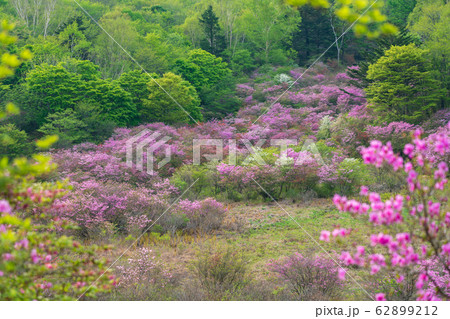 栃木県鹿沼市　横根高原　井戸湿原　（5月） 62899212