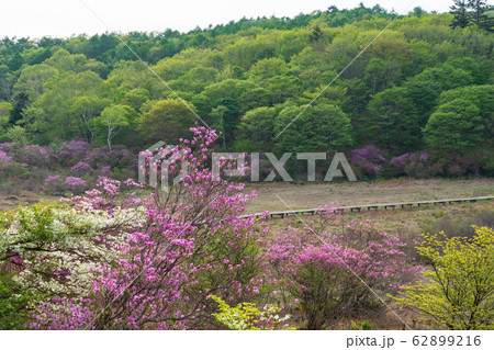 栃木県鹿沼市　横根高原　井戸湿原　（5月） 62899216