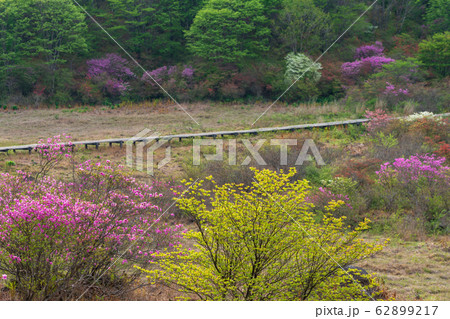 栃木県鹿沼市　横根高原　井戸湿原　（5月） 62899217