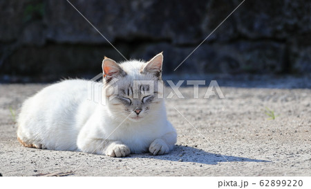 ひなたぼっこ　ウトウト　猫ちゃん 62899220