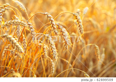Wheat field. Ears of golden wheat. Beautiful Sunset Landscape. Background of ripening ears. Ripe cereal crop. close Wheat field. Ears of golden wheat. Beautiful Sunset Landscape. Background of ripening ears. Ripe cereal crop. close 62899509