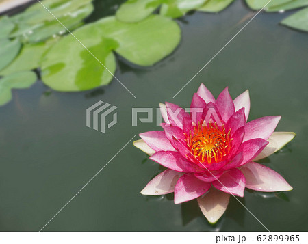 Beautiful lotus flower, lily water Beautiful lotus flower, lily water 62899965