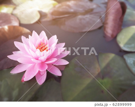 Beautiful lotus flower, lily water 62899999