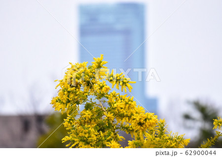 アカシアとハルカス 62900044