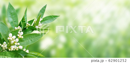 Orange tree white fragrant flowers and buds spring Orange tree white fragrant flowers and buds spring 62901252