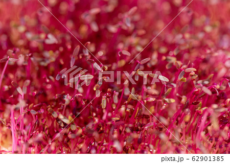 Macro red amaranth microgreens. Fresh natural 62901385