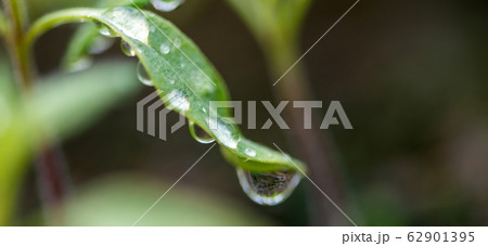 Water drop on a leaf macro shot. Fresh natural 62901395