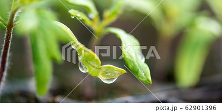 Water drop on a leaf macro shot. Fresh natural 62901396
