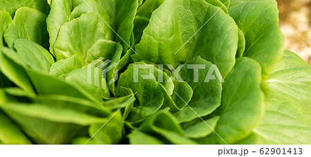 Corn salad, green lettuce leaves background. Fresh 62901413