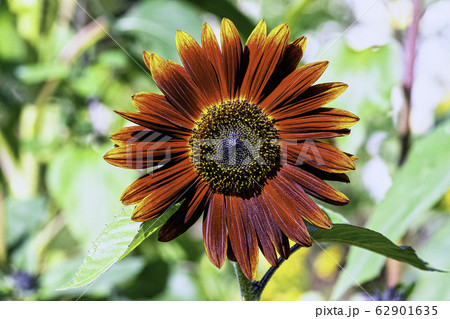 Helianthus annuus known as sunflower Earthwalker in British park 62901635