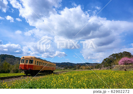 千葉県 河津桜と菜の花と小湊鉄道 石神の菜の花畑の写真素材