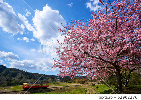 千葉県　河津桜と小湊鉄道　石神の菜の花畑 62902276