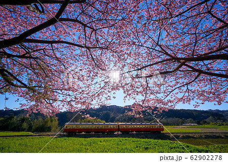 千葉県　河津桜と小湊鉄道　石神の菜の花畑 62902278