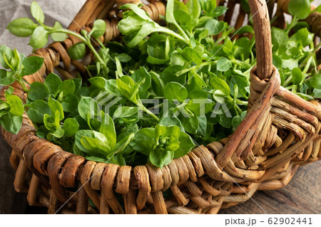 Chickweed in a basket - a wild edible plant Chickweed in a basket - a wild edible plant 62902441