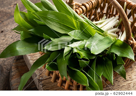 Fresh young wild garlic leaves in a basket Fresh young wild garlic leaves in a basket 62902444