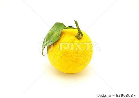 柚子 ユズ ゆず 柚子 ユズ ゆず 62903637