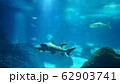 水族館 62903741
