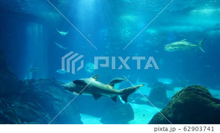 水族館 62903741