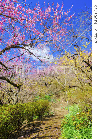 紅梅と蝋梅咲く小道（縦） 62903755