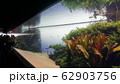 水族館 62903756